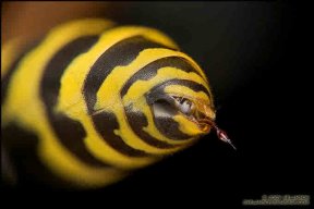 smokey_wasp | Georgia Tech Swarm